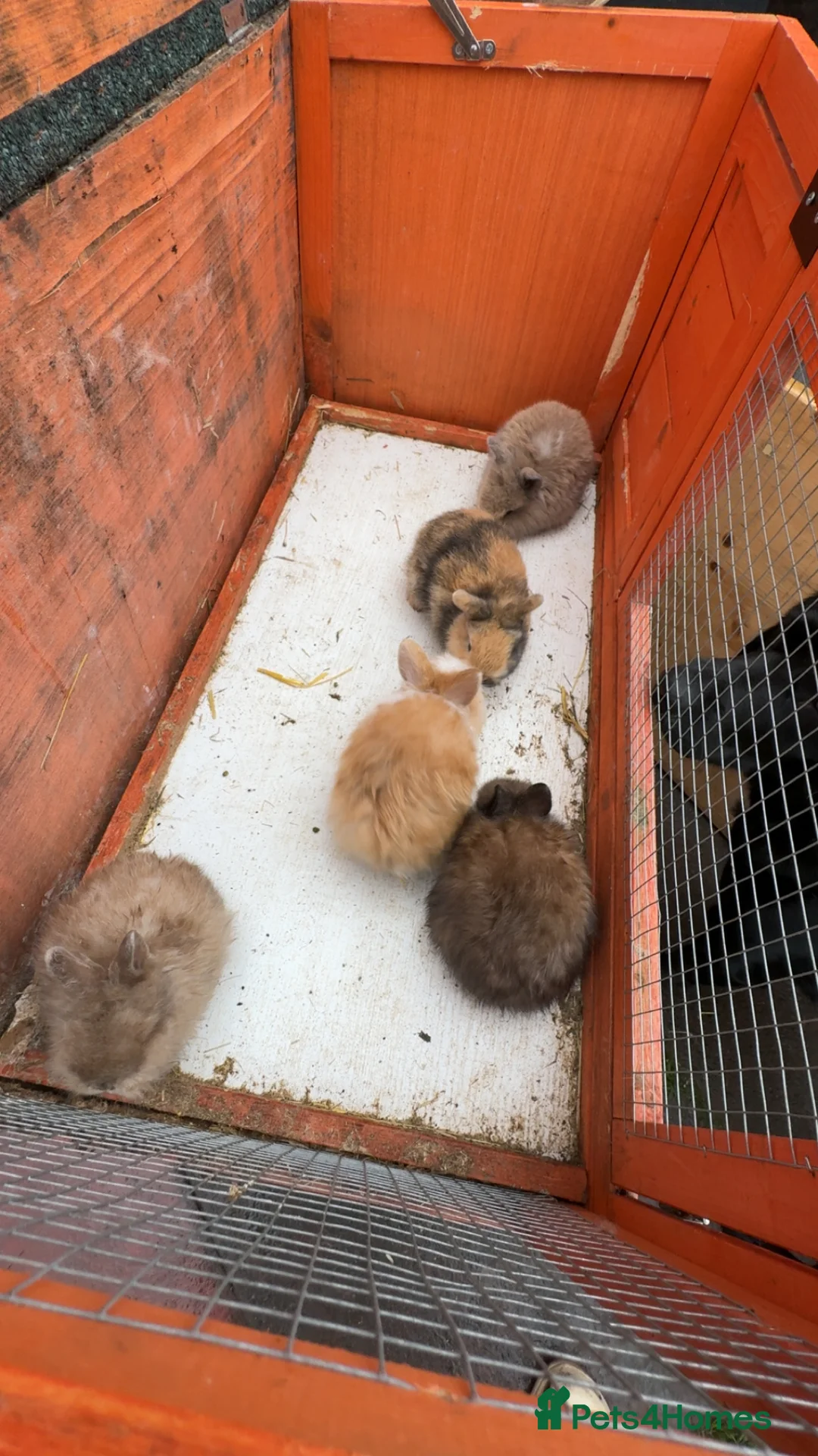 Lionhead rabbits for sale: Baby rabbits for sale - Advert 11
