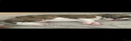 Whippet dogs for sale: Top Quality Whippet Puppies Ready to Reserve in Doncaster - Advert 9