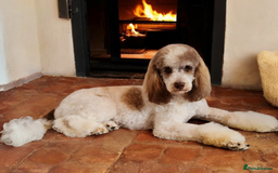 Goldendoodle dogs for stud: FULLY HEALTH TESTED! MOYEN POODLE STUD! in Kettering - Image 4