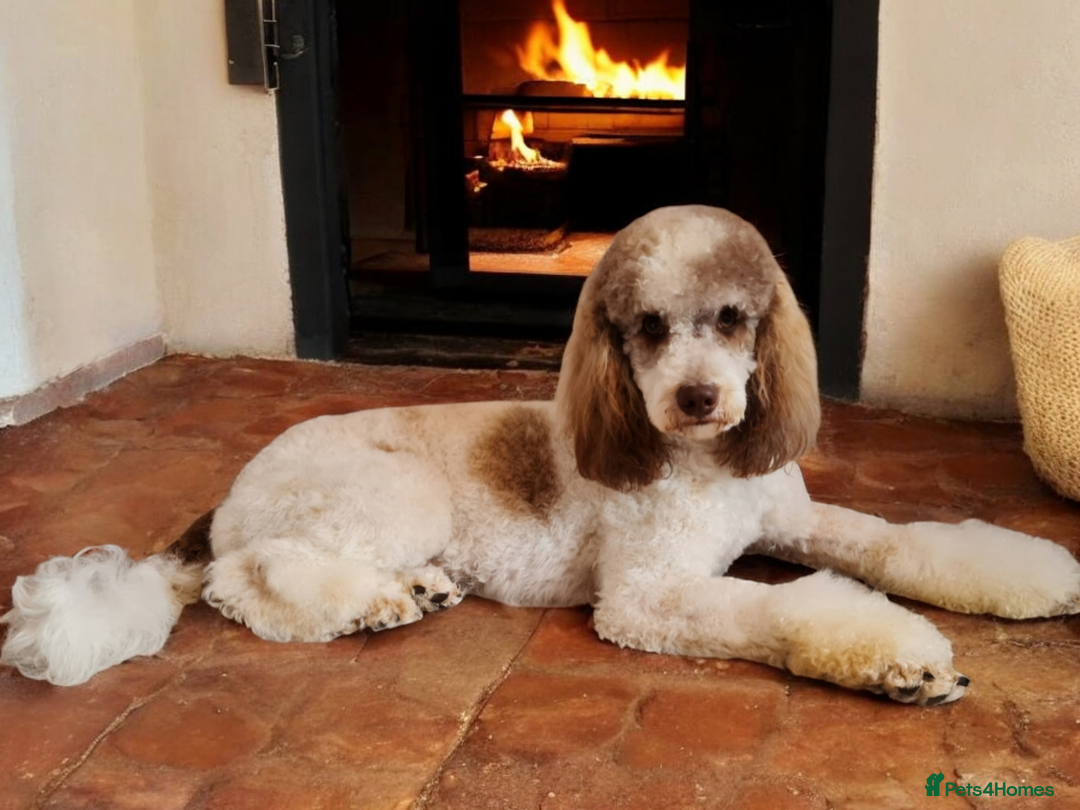 Goldendoodle dogs for stud: FULLY HEALTH TESTED! MOYEN POODLE STUD! in Kettering - Image 4