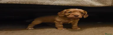 Cocker Spaniel Puppy 1