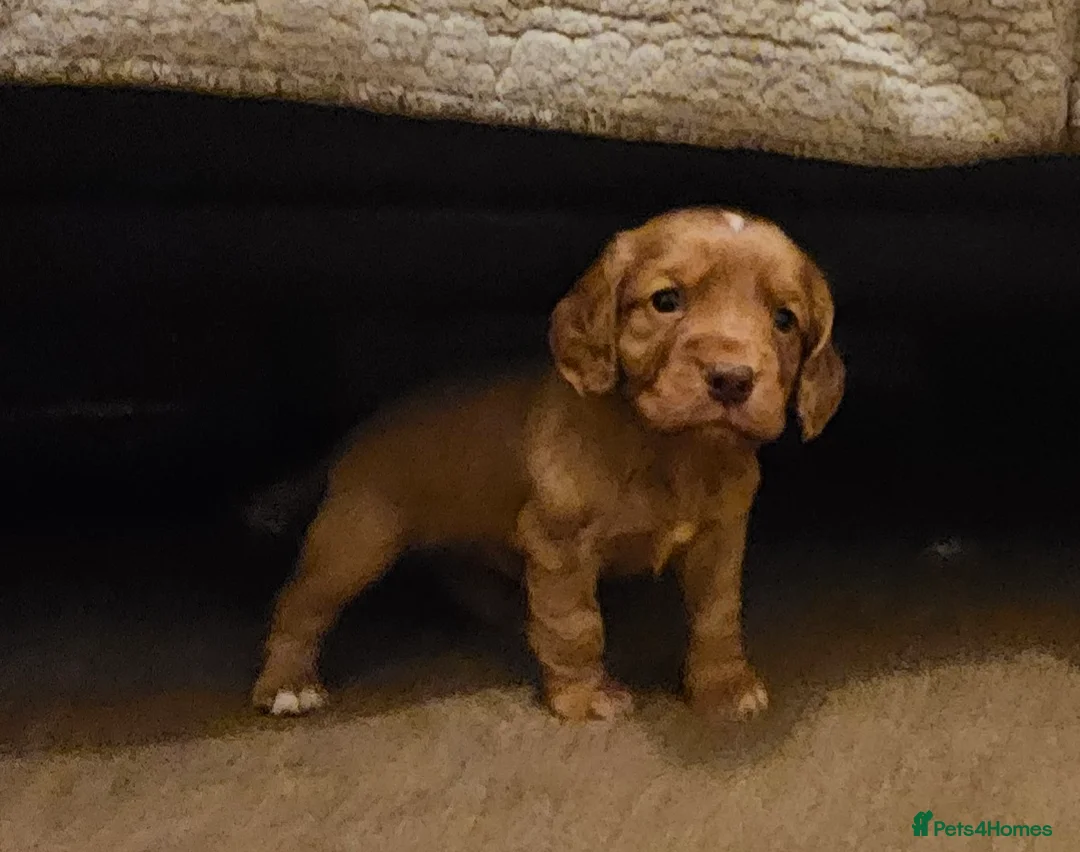 Cocker Spaniel dogs for sale: Working Cocker Spaniel Puppies KC reg & docked  in Port Talbot - Advert 16