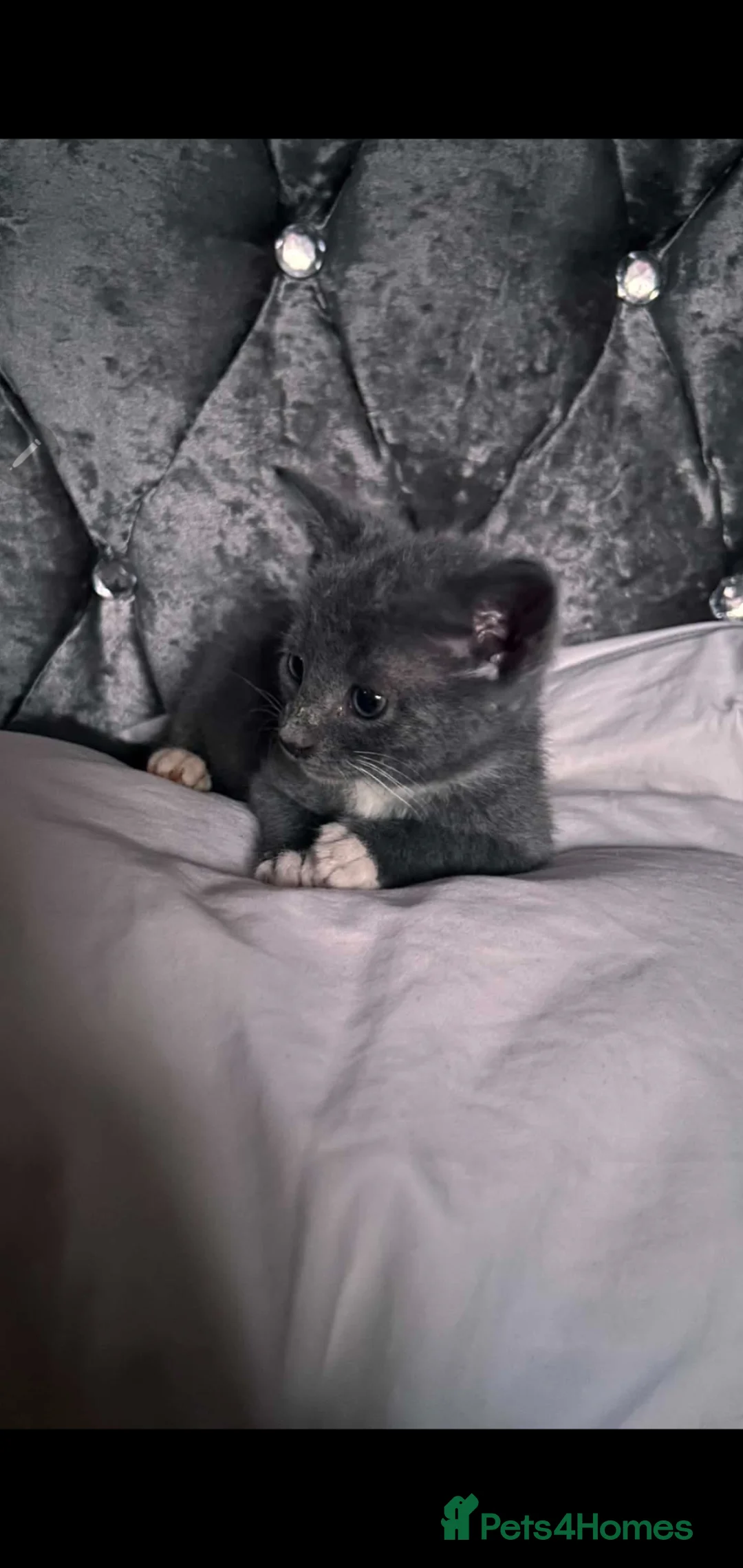 British Shorthair cats for sale: BSH part bred - Advert 2