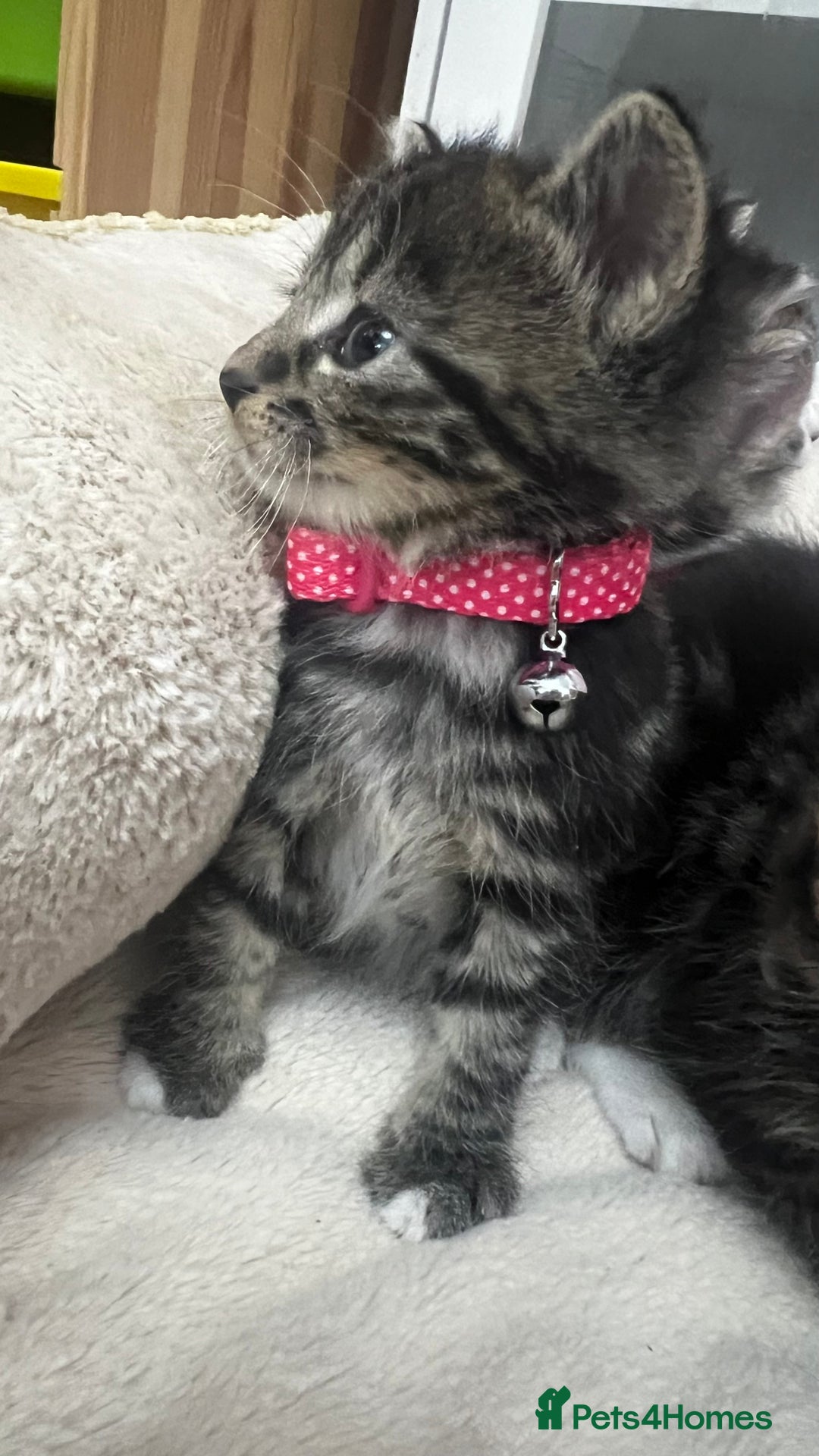 Bengal cats for sale: Beautiful bengals litter of 7😍 - Advert 21