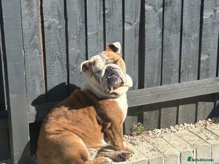 English Bulldog dogs Adult Female English bulldog for sale - Advert 6