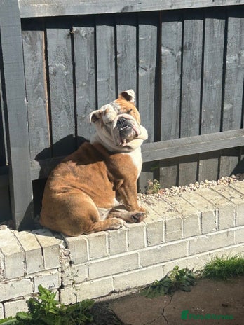 English Bulldog dogs Adult Female English bulldog for sale - Advert 6