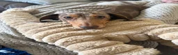 Miniature Dachshund dogs for stud: Richmond the sausage -KC Reg-DNA tested,Proven in Porth - Advert 4