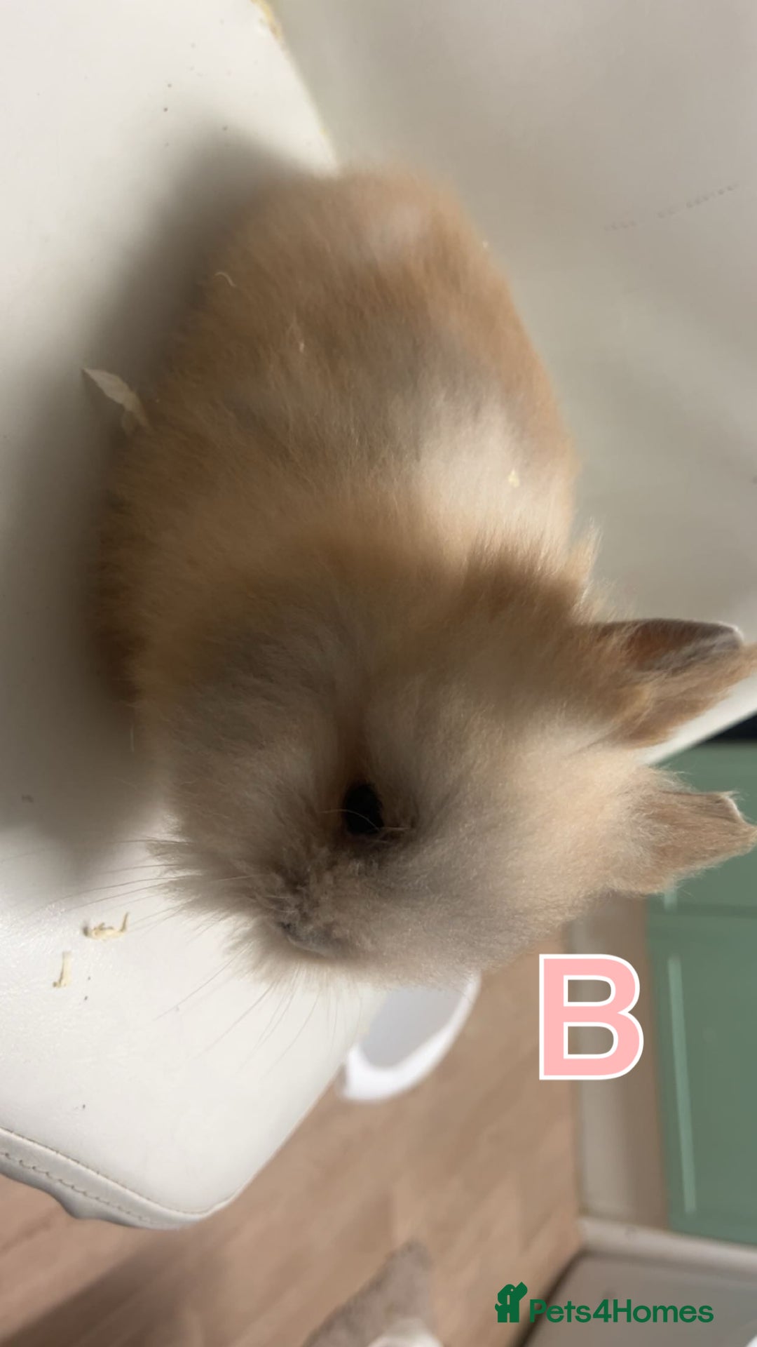 Lionhead rabbits for sale: Adorable Curious Lionhead Rabbits – 3 Months Old - Advert 6