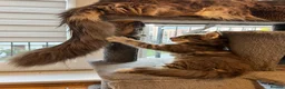 Maine Coon cats for sale: Maine coon kittens available for reservation  - Advert 19
