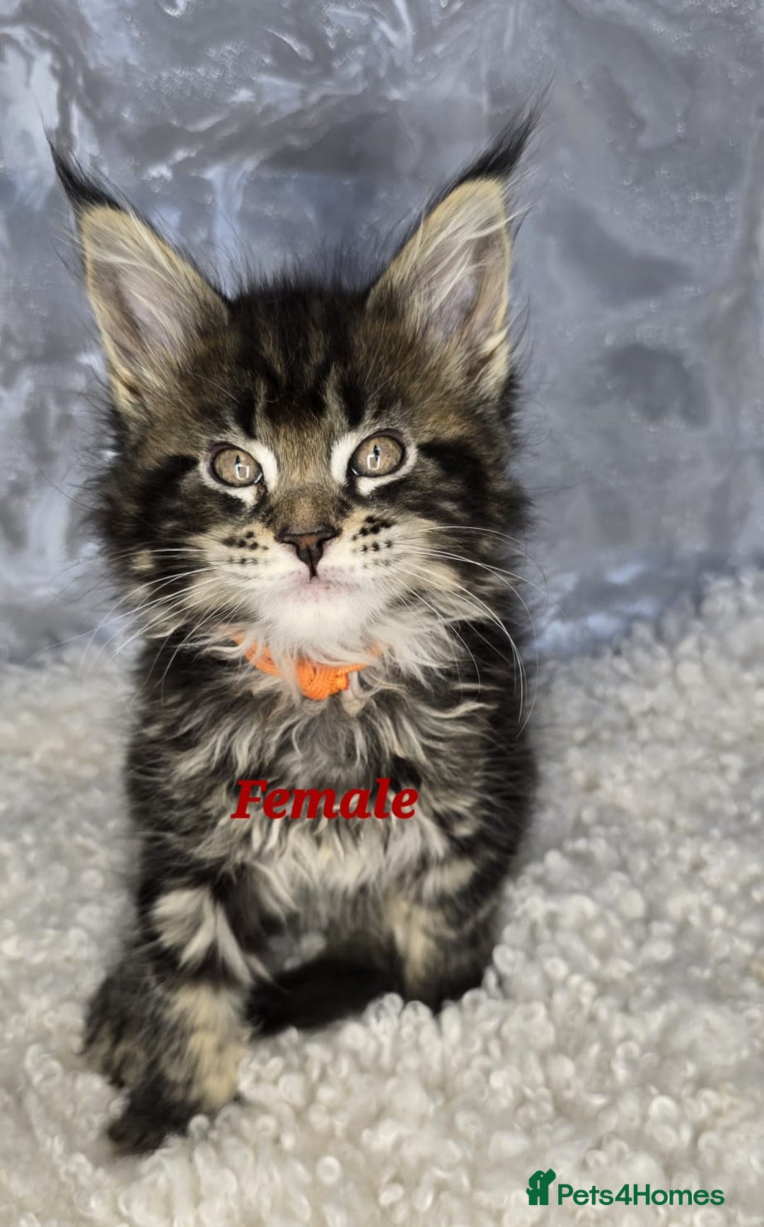 Maine Coon cats for sale: TICA KING SIZE MAINE COON CUBS - Advert 9