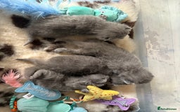 British Shorthair cats for sale: Pedigree British shorthair male kittens  - Image 6
