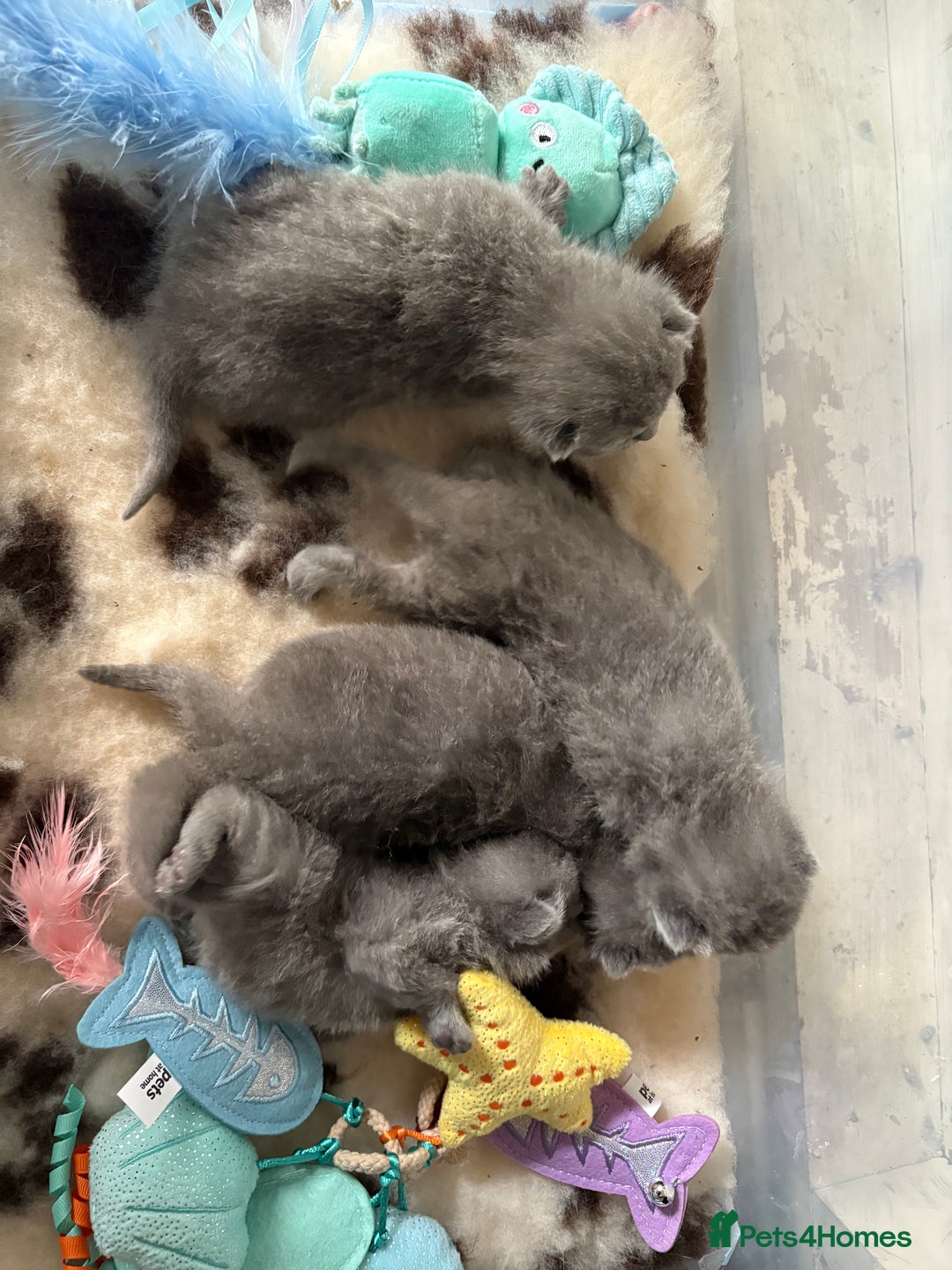 British Shorthair cats for sale: Pedigree British shorthair male kittens  - Image 6
