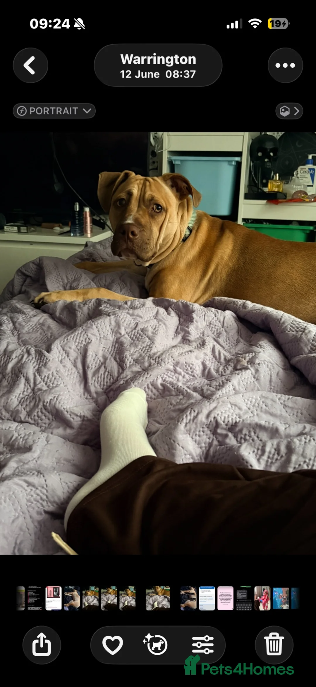 Mixed Breed dogs for sale: 6 month old cane corso  ** tiff mix  in Warrington - Advert 4