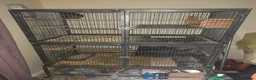 Chinchilla rodents for sale: 2 male Chinchillas ( brought as males) - Advert 8