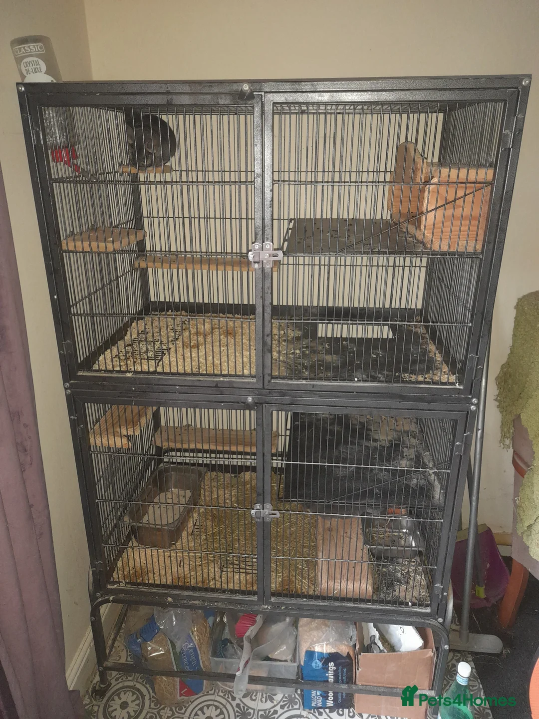 Chinchilla rodents for sale: 2 male Chinchillas ( brought as males) - Advert 8