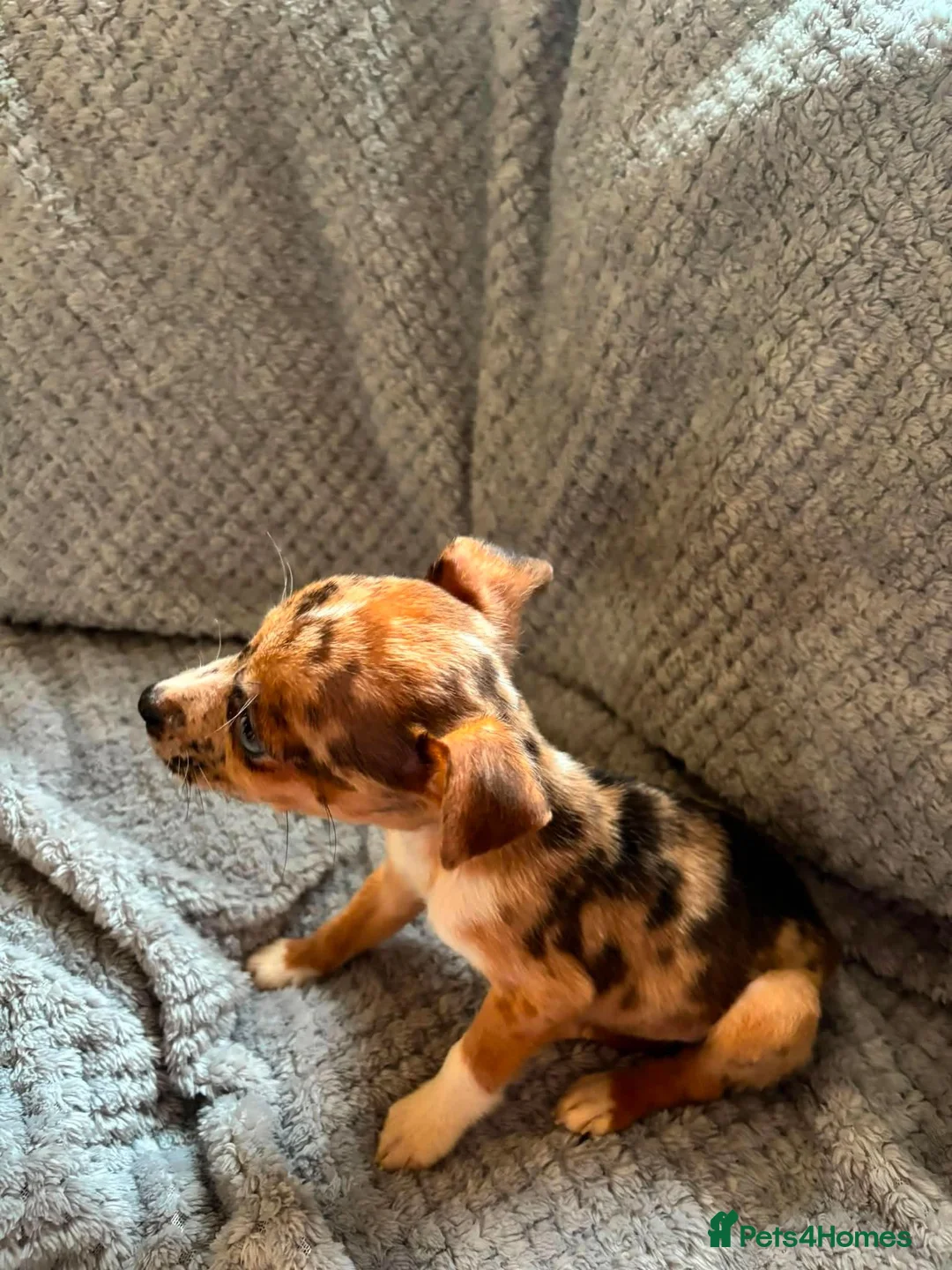 Jack Russell dogs for sale: Jack russell - Advert 8