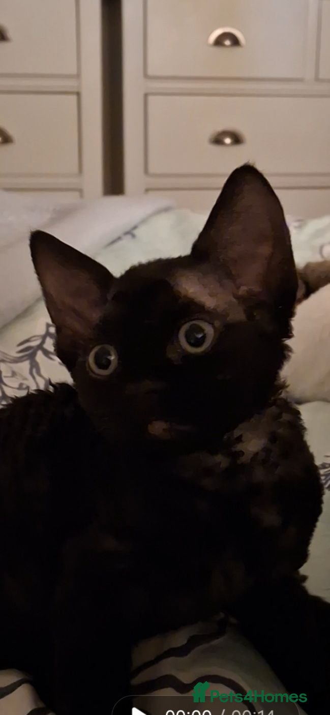 Devon Rex cats Devon Rex- FIFe registered -Spayed & Ready Now - Advert 4