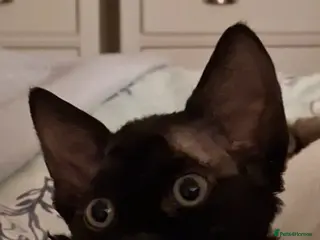 Devon Rex cats Devon Rex- FIFe registered -Spayed & Ready Now - Advert 4