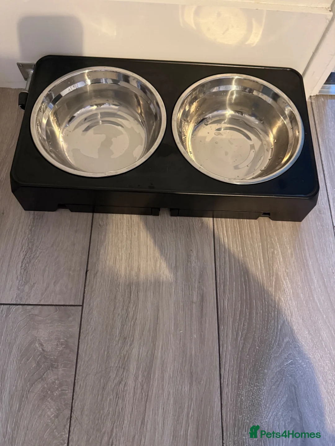 Miniature Poodle dogs for sale: Miniature Poodle- Waltham Abbey  - Advert 12