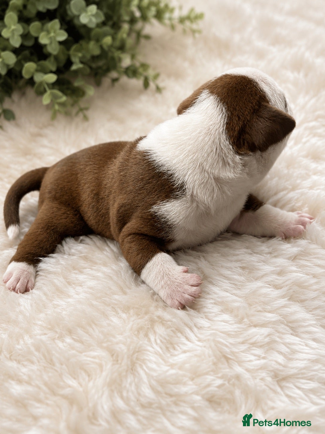 American Bully dogs Stunning Pocket Bully pups paymentplans available - Advert 6