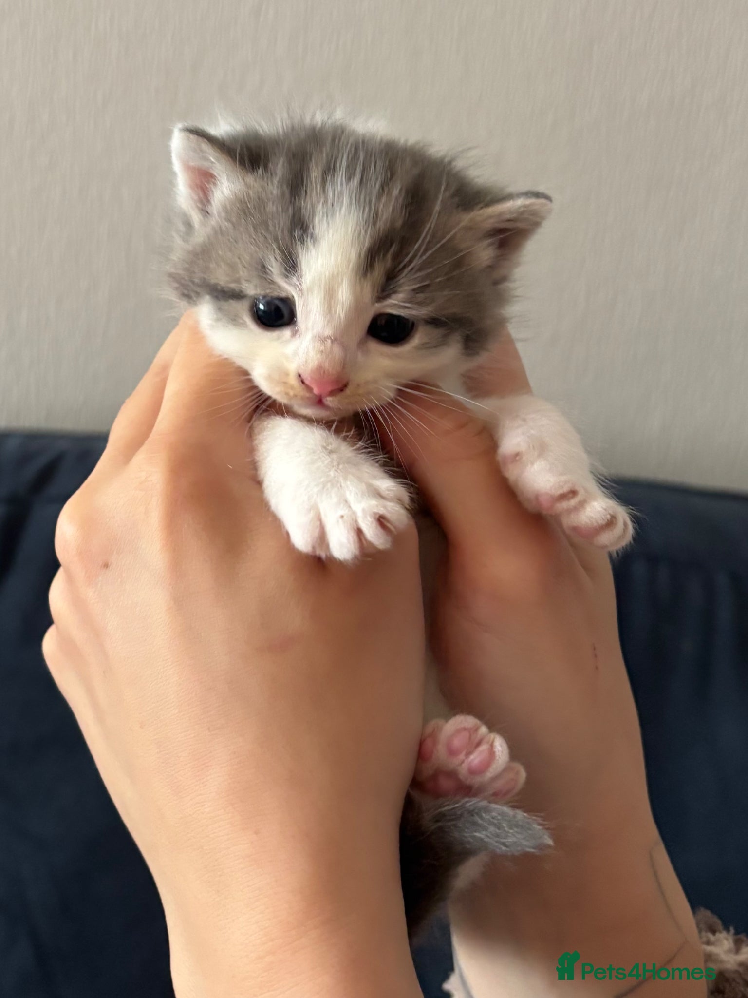 Mixed Breed cats Grey and white kitten - Advert 4