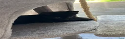 Mixed Breed cats for sale: Adorable and playful mixed-breed kittens for sale - Advert 4