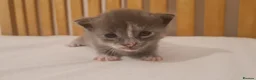 Mixed Breed cats for sale: 3 cute cuddly kittens for sale - Advert 8