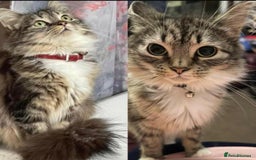 Mixed Breed cats for sale: Lovely Kittens 🤎 Grey 200, Tabby 130 - Image 9
