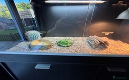 Tortoise reptiles for sale: Horse field tortoise with complete setup  - Image 3
