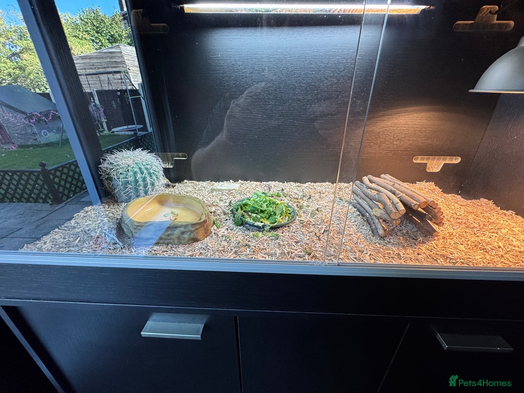 Tortoise reptiles for sale: Horse field tortoise with complete setup  - Image 3