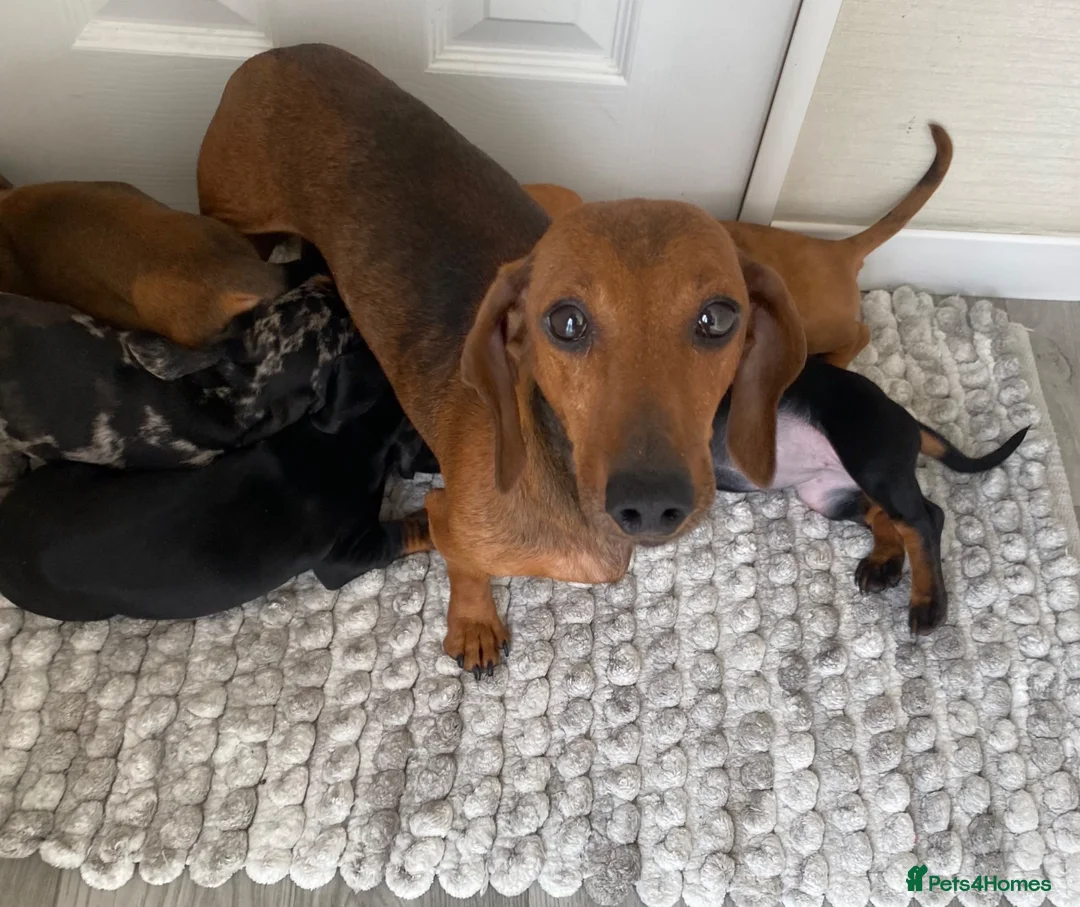 Miniature Dachshund dogs for sale: miniature dachshund  - Advert 3