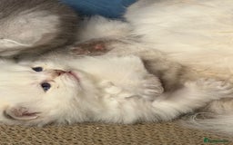 British Longhair cats for sale: British longhair kittens TICA blue golden - Image 9