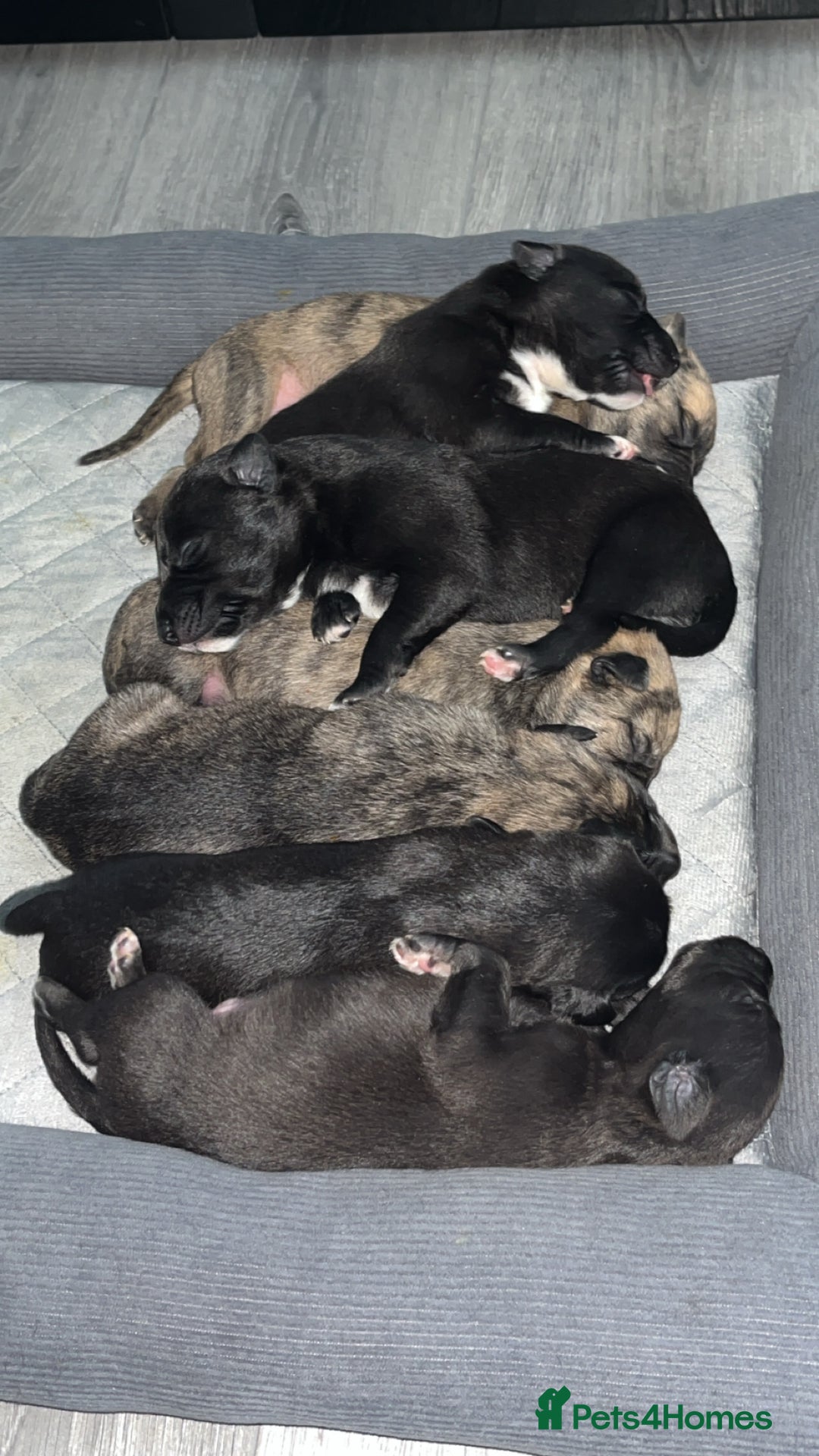 Mixed Breed dogs for sale: Beddy Whippet x Whippet lurchers  - Advert 7