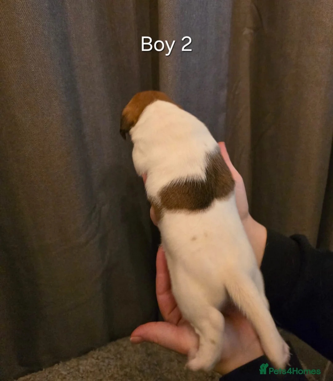 Jack Russell dogs for sale: Smooth Coated Jack Russell Puppies - Advert 8