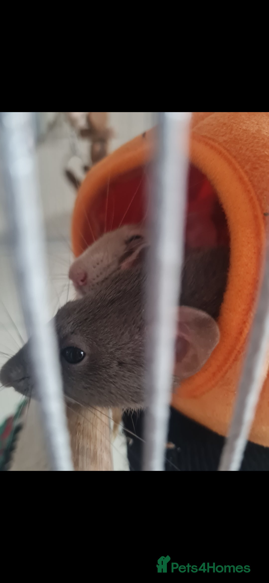 Rat rodents for sale: Young Female Grey/White Rats - Advert 2