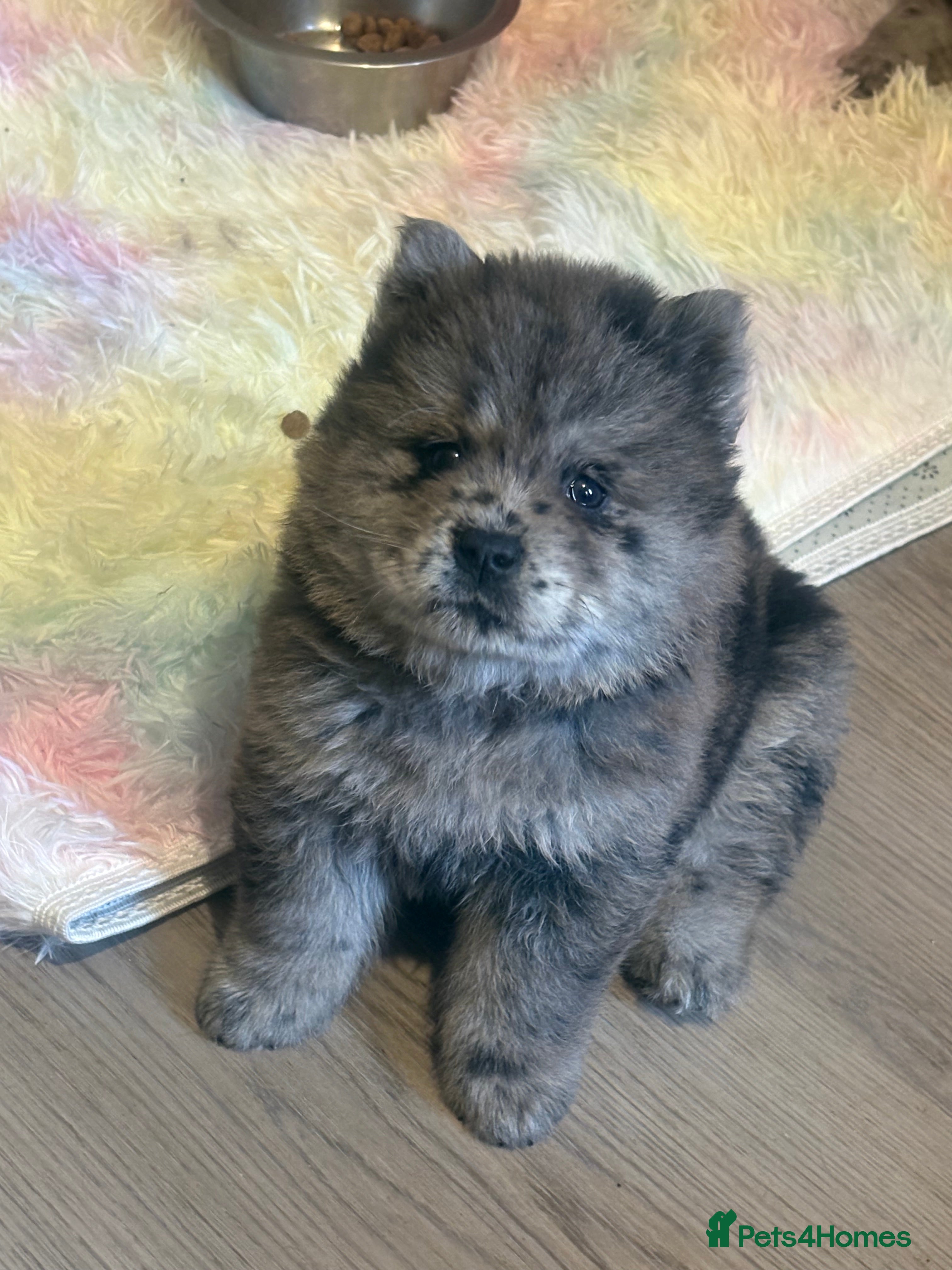 Chow Chow dogs Last lilac Merle male and female chow chow puppy - Advert 9