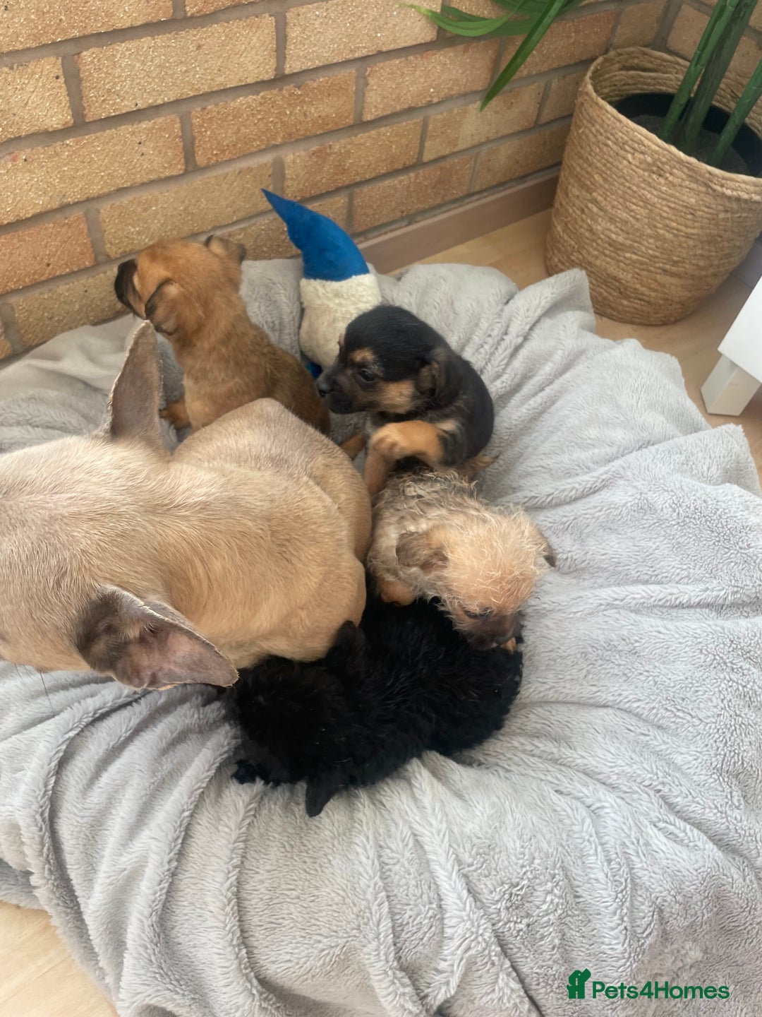 Mixed Breed dogs for sale: Adorable Frenchie-Poodle  **  Pups for Sale! - Advert 10
