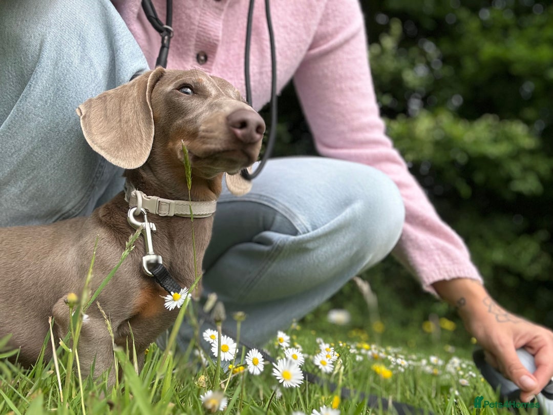 Miniature Dachshund dogs for sale: Beautiful Isabella tan mini dachshund  - Advert 6