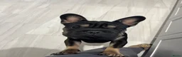 French Bulldog dogs for sale: French Bulldog Tyson, Adoption ❤️ - Advert 3