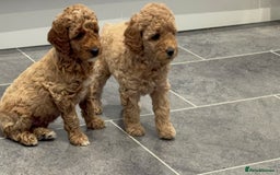 Miniature Poodle dogs for sale: Stunning Miniture Poodles - Image 20
