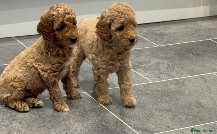 Miniature Poodle dogs - Advert 1