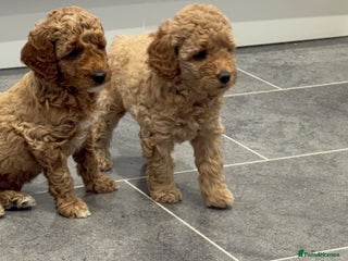 Miniature Poodle dogs - Advert 1