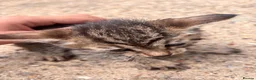 Domestic Shorthair cats for sale: 6 BEAUTIFUL KITTEN,(2 British Shorthairs) - Advert 3
