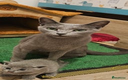 Russian Blue cats for sale: TICA Registered Kittens for Sale – £1200 - Image 3