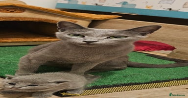Russian Blue cats - Advert 15