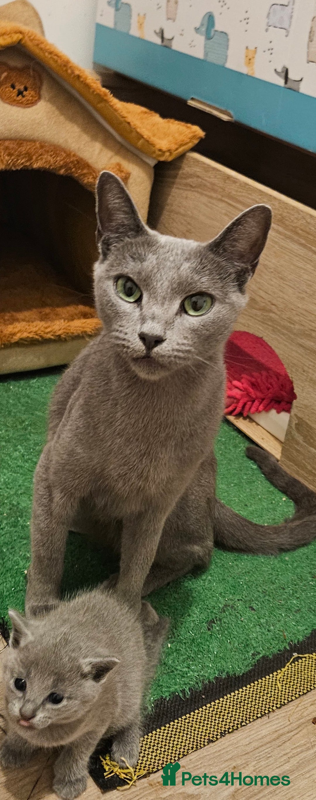 Russian Blue cats for sale: TICA Registered Kittens for Sale – £1200 - Image 3