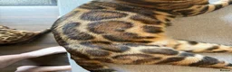 Bengal cats for sale: 6 Bengal kittens - Health and genetically tested - Advert 4