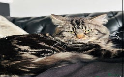Maine Coon cats for sale: 1/4 mainecoon - Image 16