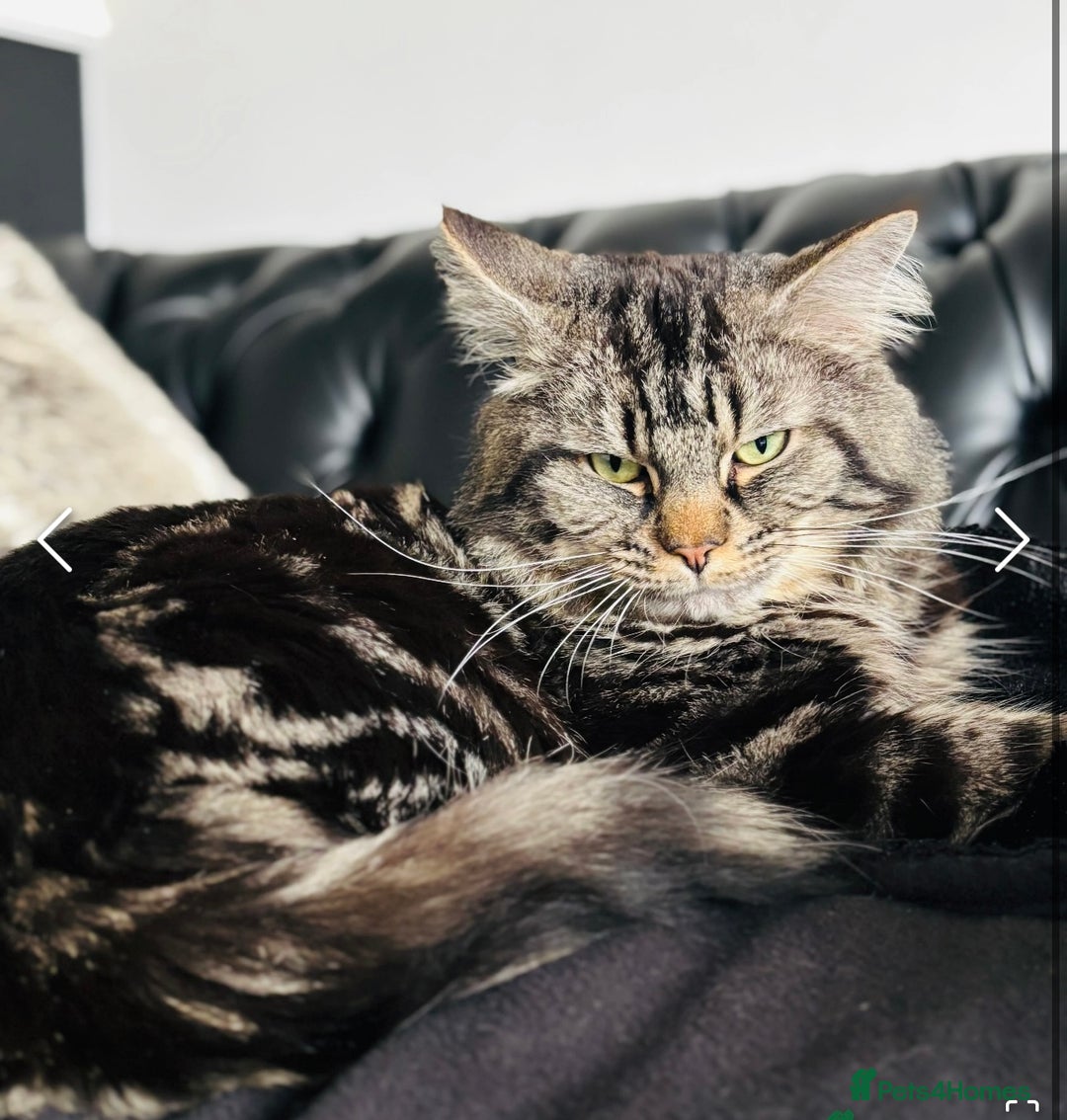 Maine Coon cats for sale: 1/4 mainecoon - Image 16