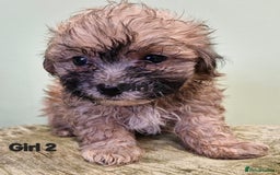 Maltipoo dogs for sale: Maltipoo puppy's - ready august 19th!  - Image 11